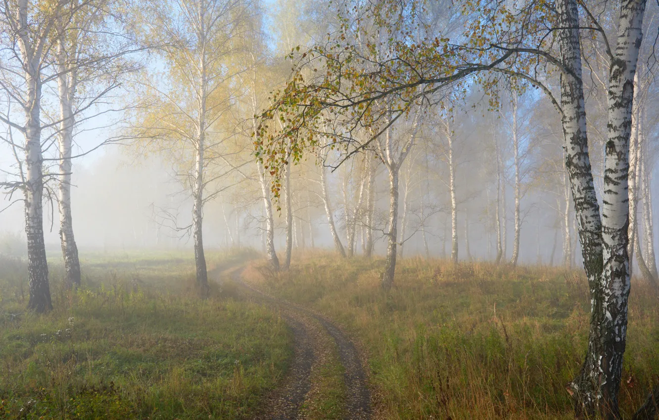 Фото обои осень, туман, берёзы