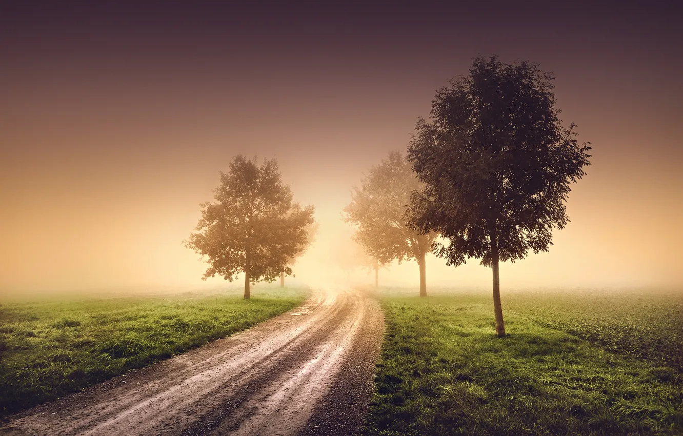 Фото обои дорога, деревья, природа, туман, утро, дымка