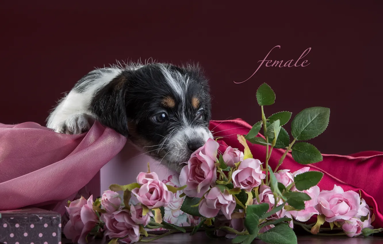 Фото обои цветы, розы, щенок, ткань, джек-рассел-терьер