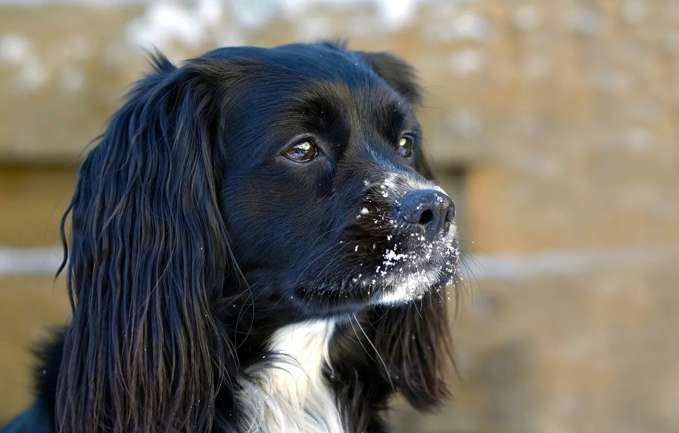 Фото обои снег, собака, мордочка