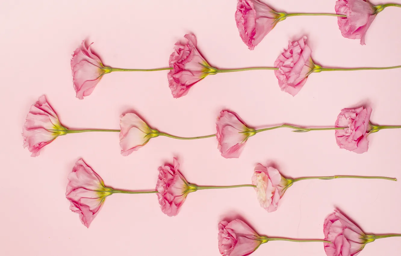 Фото обои цветы, розовые, розовый фон, pink, flowers, эустома, eustoma