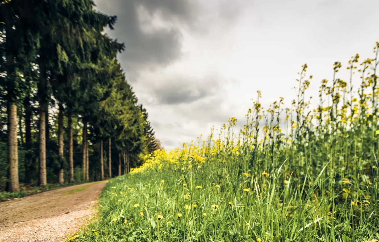 Фото обои дорога, трава, природа