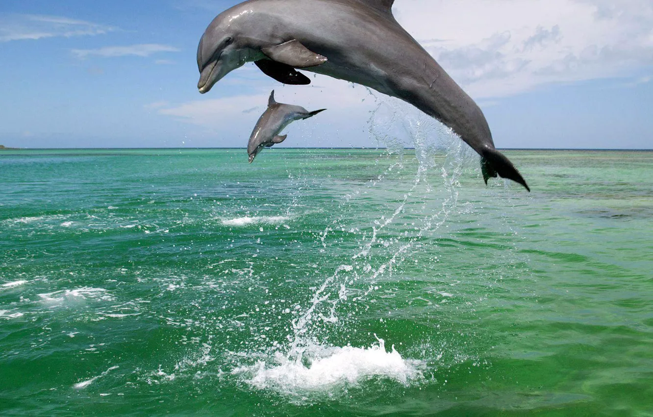 Фото обои море, брызги, дельфины