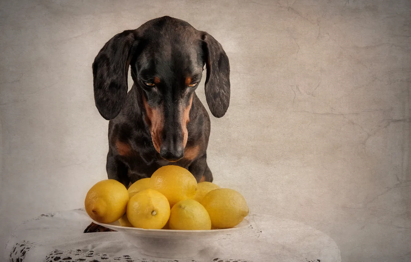 Фото обои лимоны, пёс, недоумение