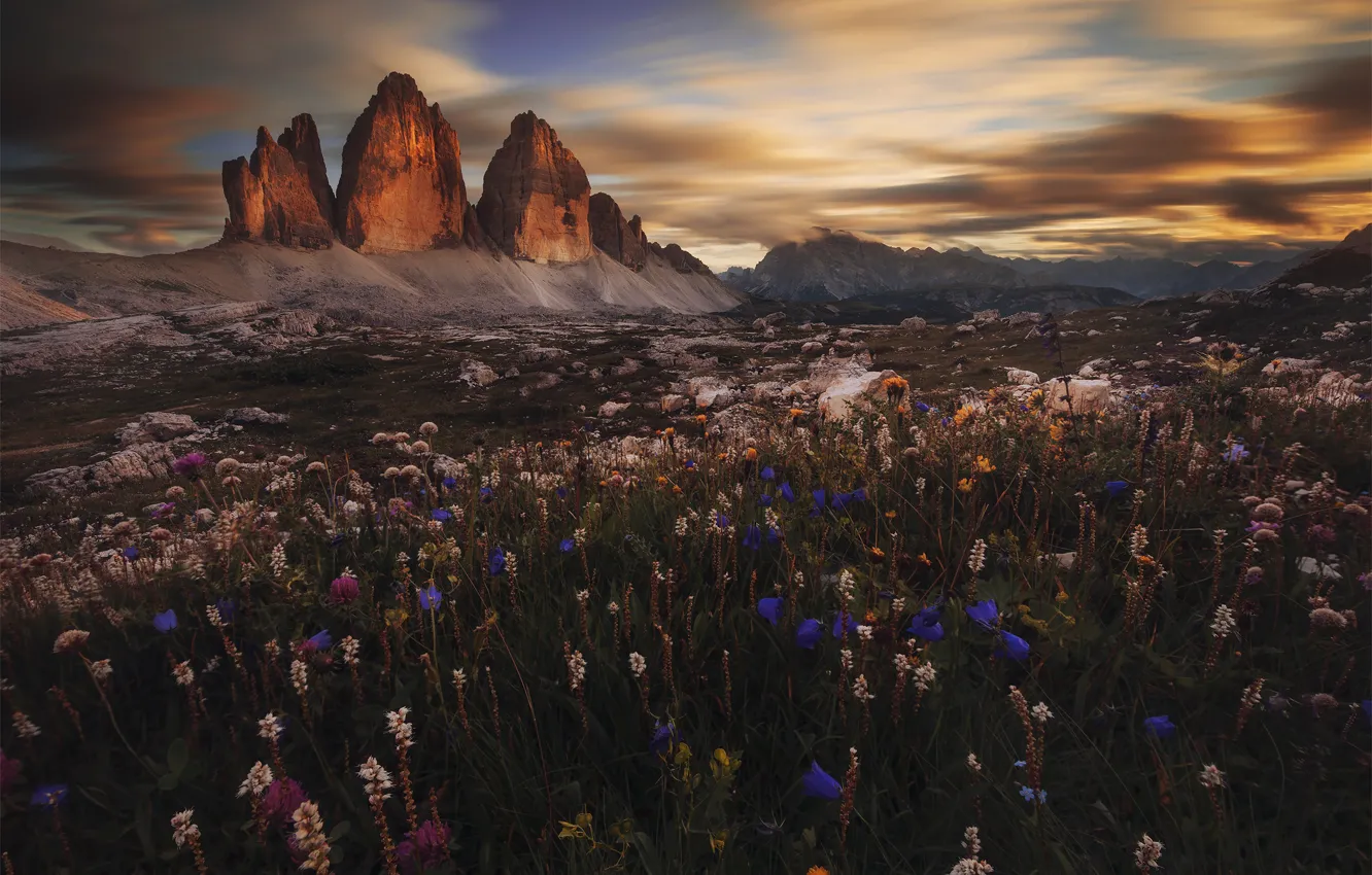 Фото обои цветы, горы, Италия, Доломитовые Альпы, Dolomiti, Prehistorical Valley