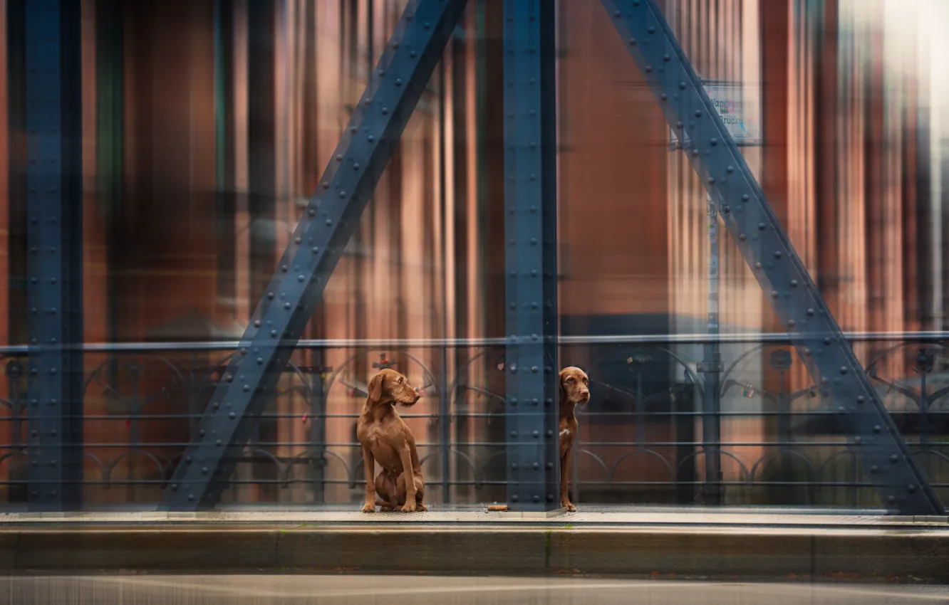 Фото обои собаки, мост, движение, bridge, dogs, movement, Heike Willers