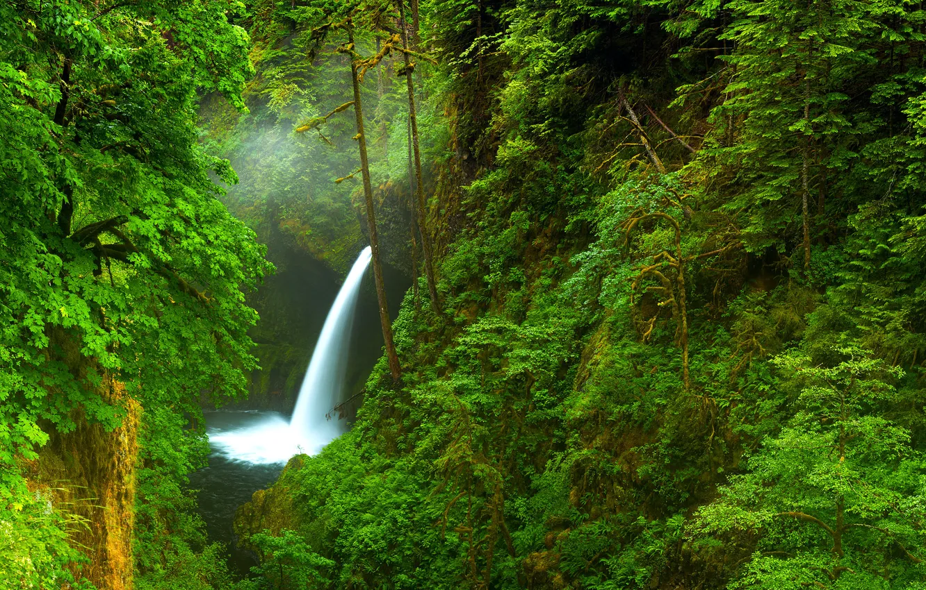 Фото обои лес, деревья, природа, река, водопад, Орегон, ущелье, США