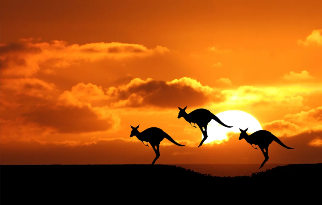 Фото обои солнце, кенгуру, австралия, силуеты