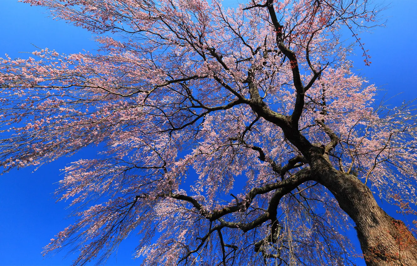 Фото обои цветы, ветки, дерево, Япония, сакура