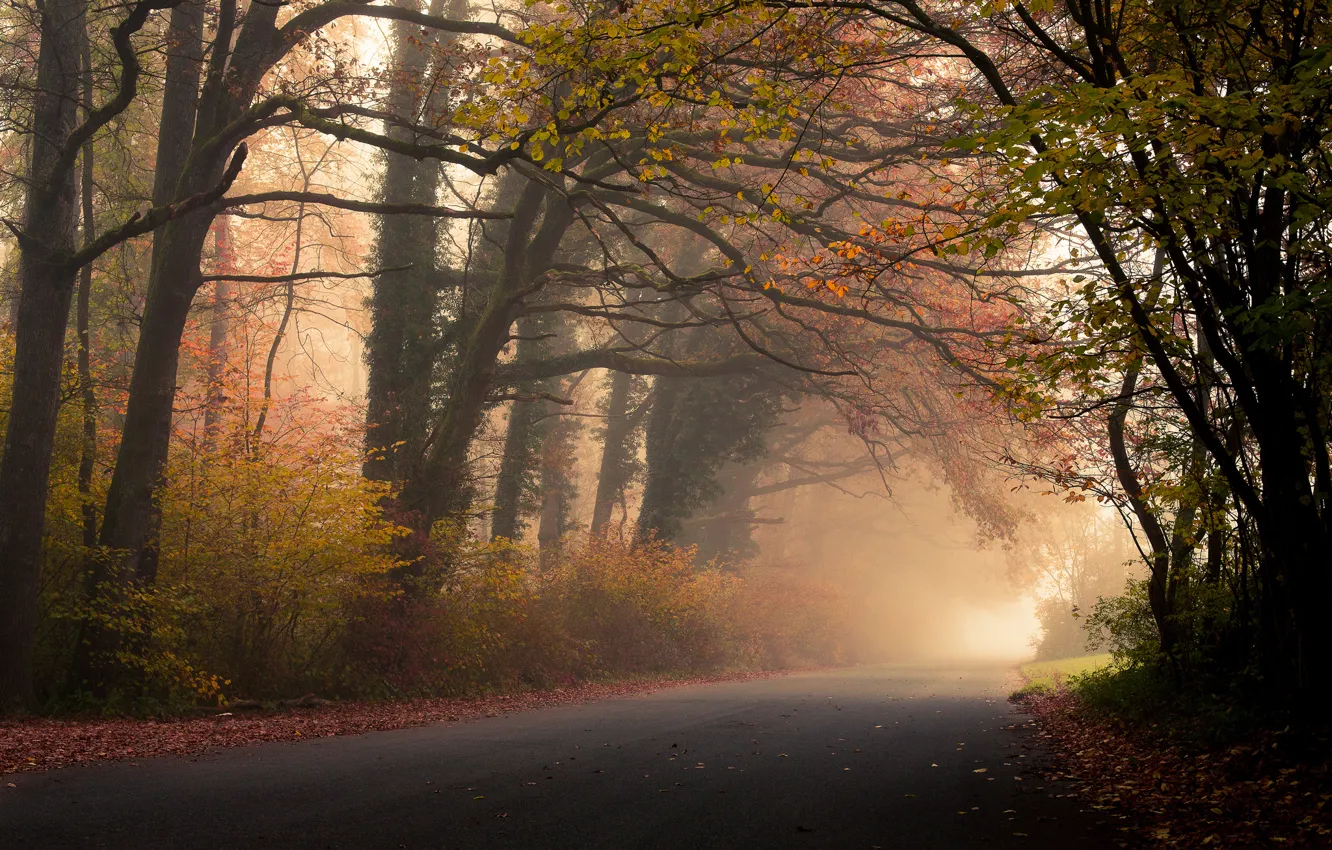 Фото обои дорога, осень, лес, листья, деревья, туман, листва