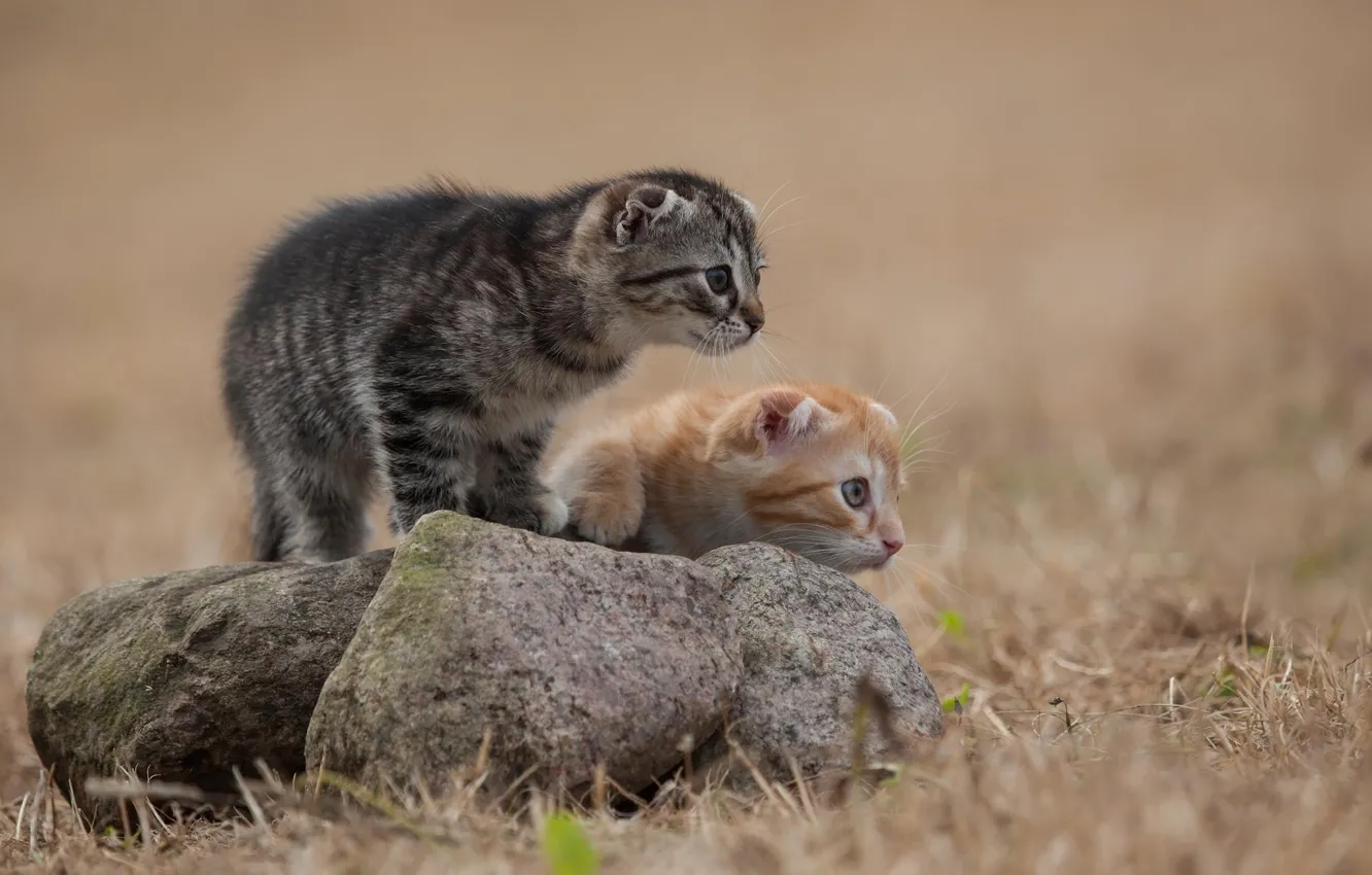 Фото обои трава, кошки, серый, камень, шерсть, рыжий, котята, наблюдают