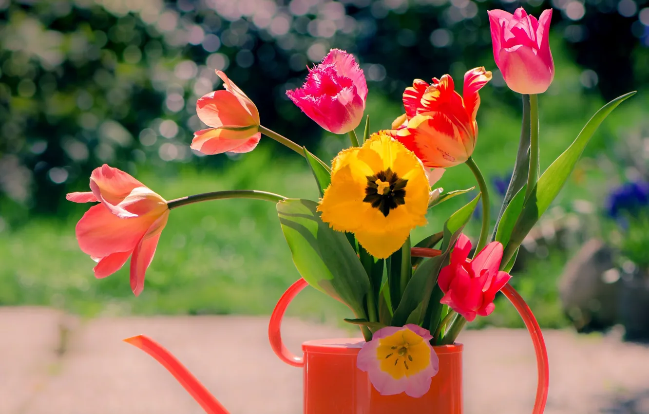 Фото обои цветы, букет, тюльпаны, лейка