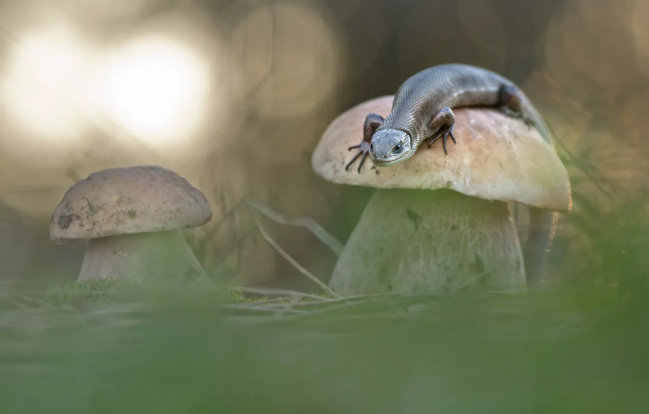 Фото обои макро, природа, грибы, ящерица, боке, Макеев Алексей
