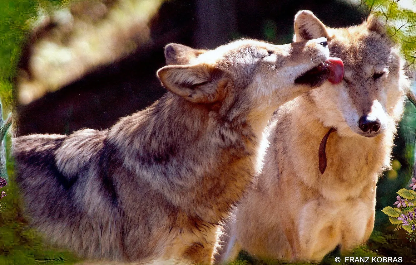 Фото обои nature, predator, animal, wolf, wildlife, portrait, portrait., Canis lupus. face