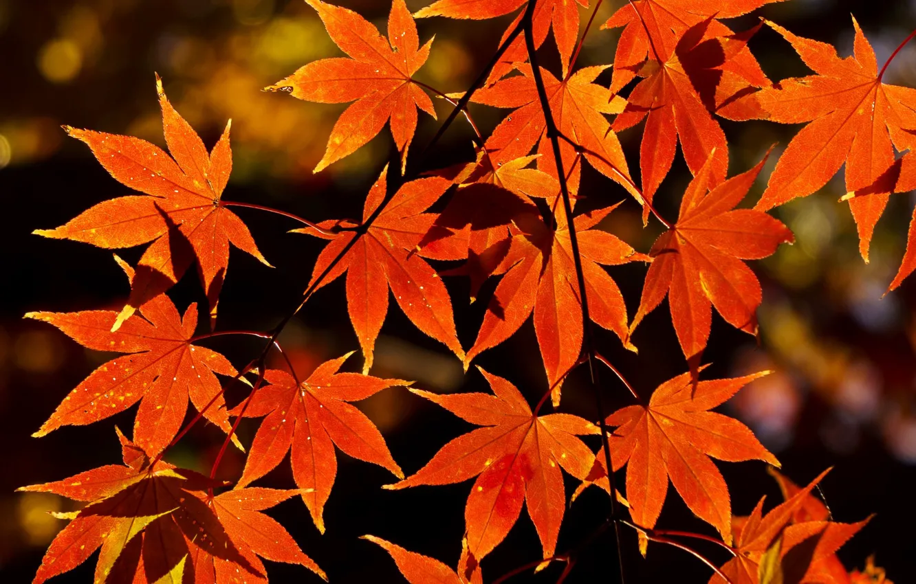 Фото обои осень, листья, природа, ветка, клён, оранжевые