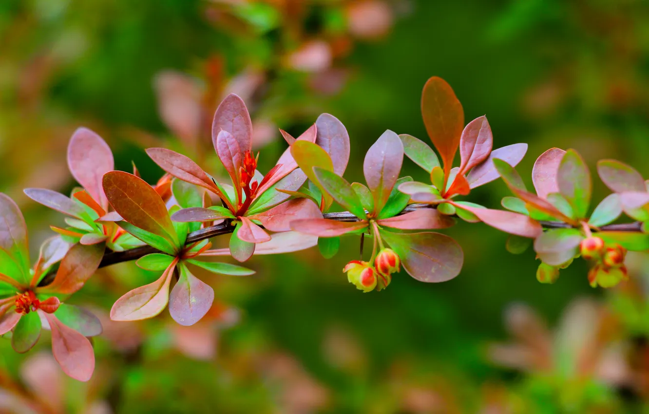 Фото обои color, spring, twig, leag