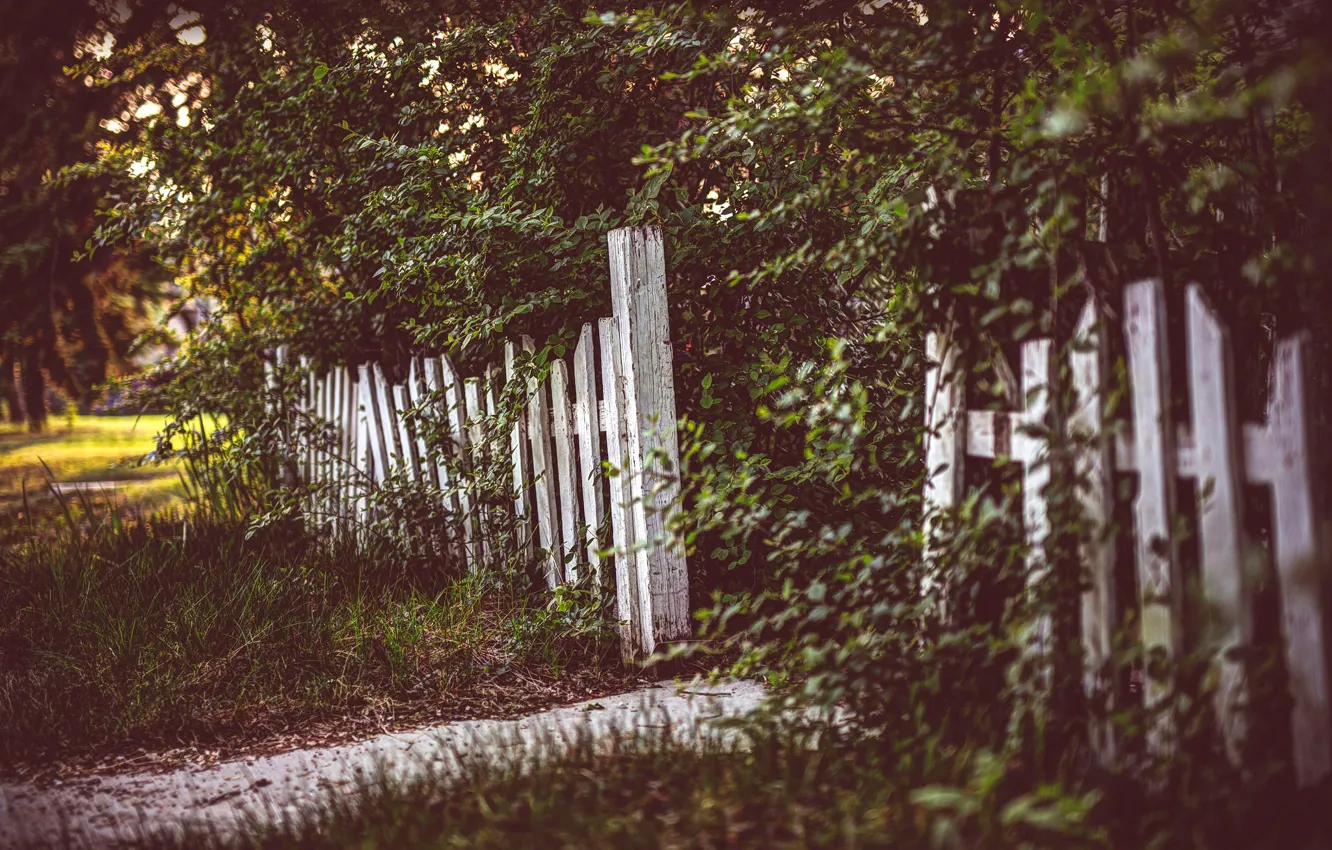 Фото обои трава, деревья, забор, обработка