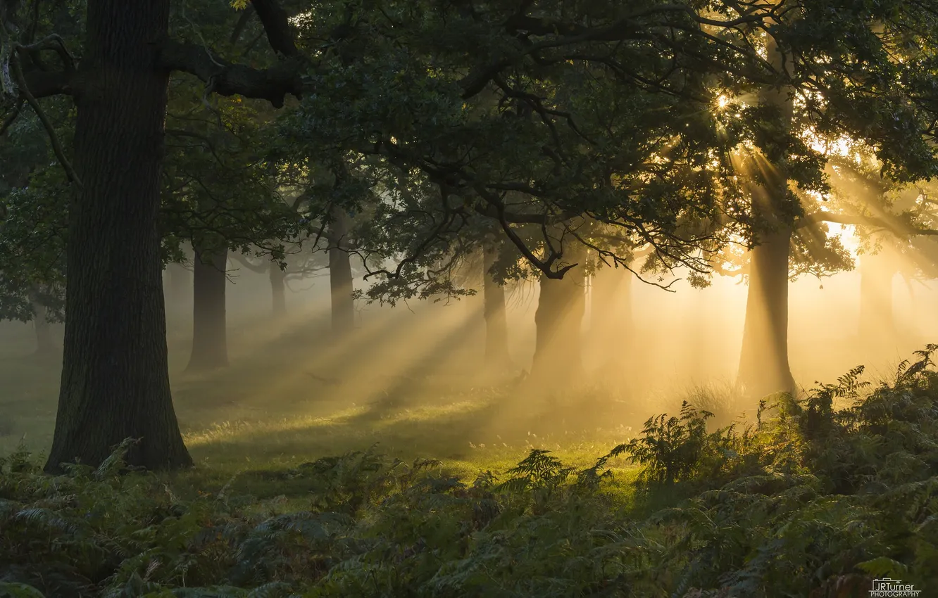 Фото обои лес, солнце, свет, деревья, папоротник