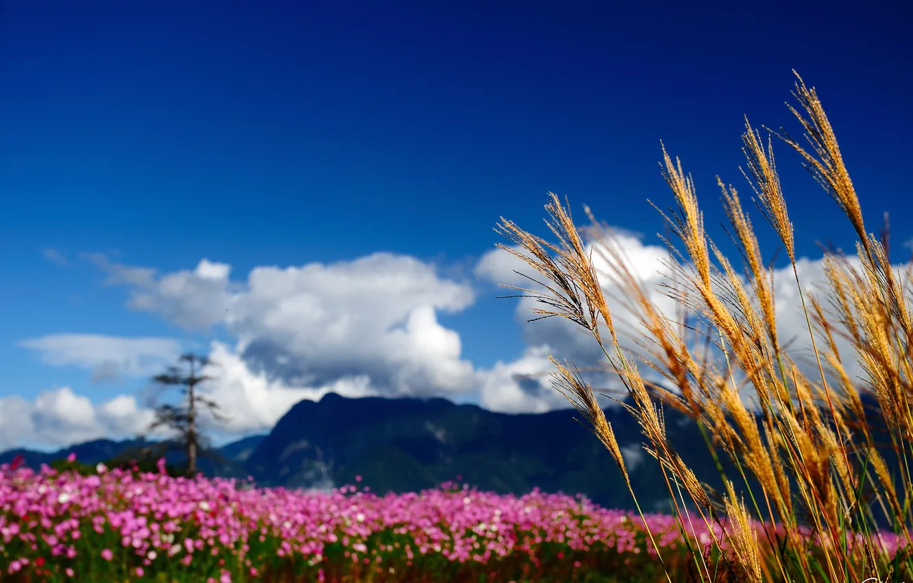 Фото обои облака, макро, цветы, горы, природа, колоски, розовые, полевые