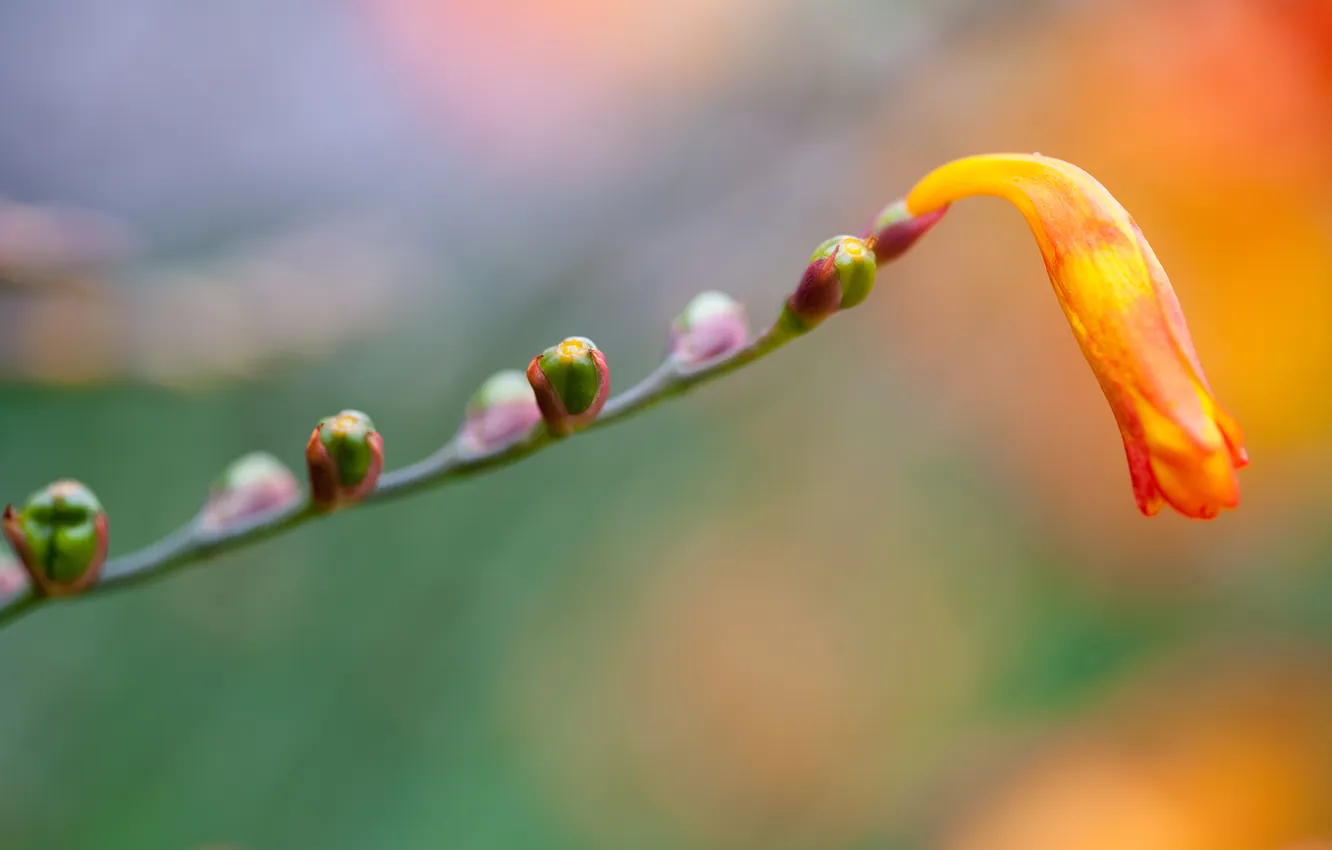 Фото обои цветок, макро, оранжевый, жёлтый, растение, ветка, почки