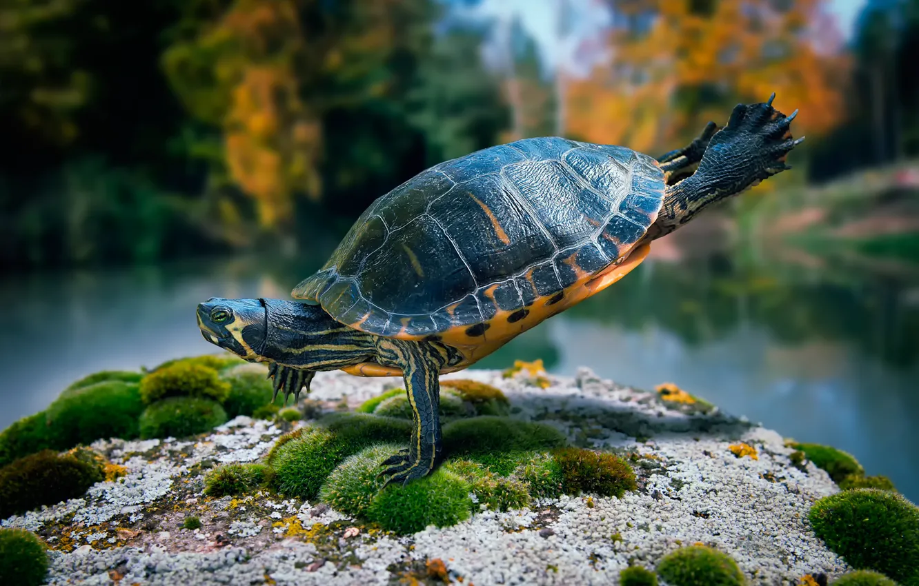 Фото обои камень, мох, черепаха, танец, ninja turtle