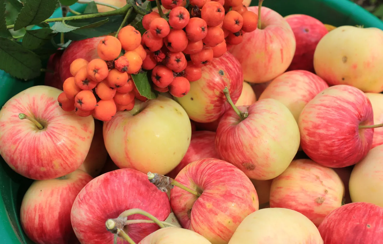 Фото обои яблоки, плоды, рябина