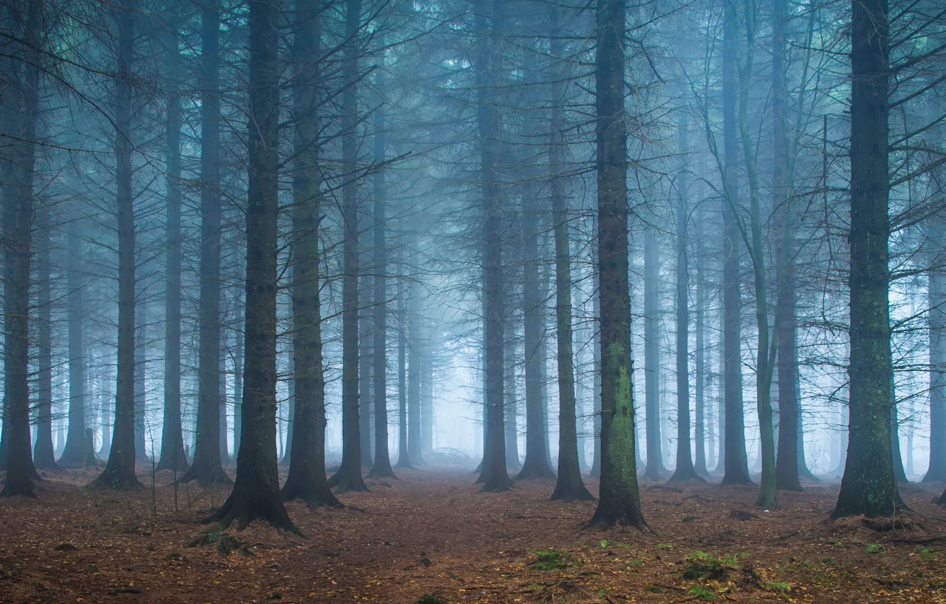 Фото обои лес, листья, деревья, туман, путь, ветви