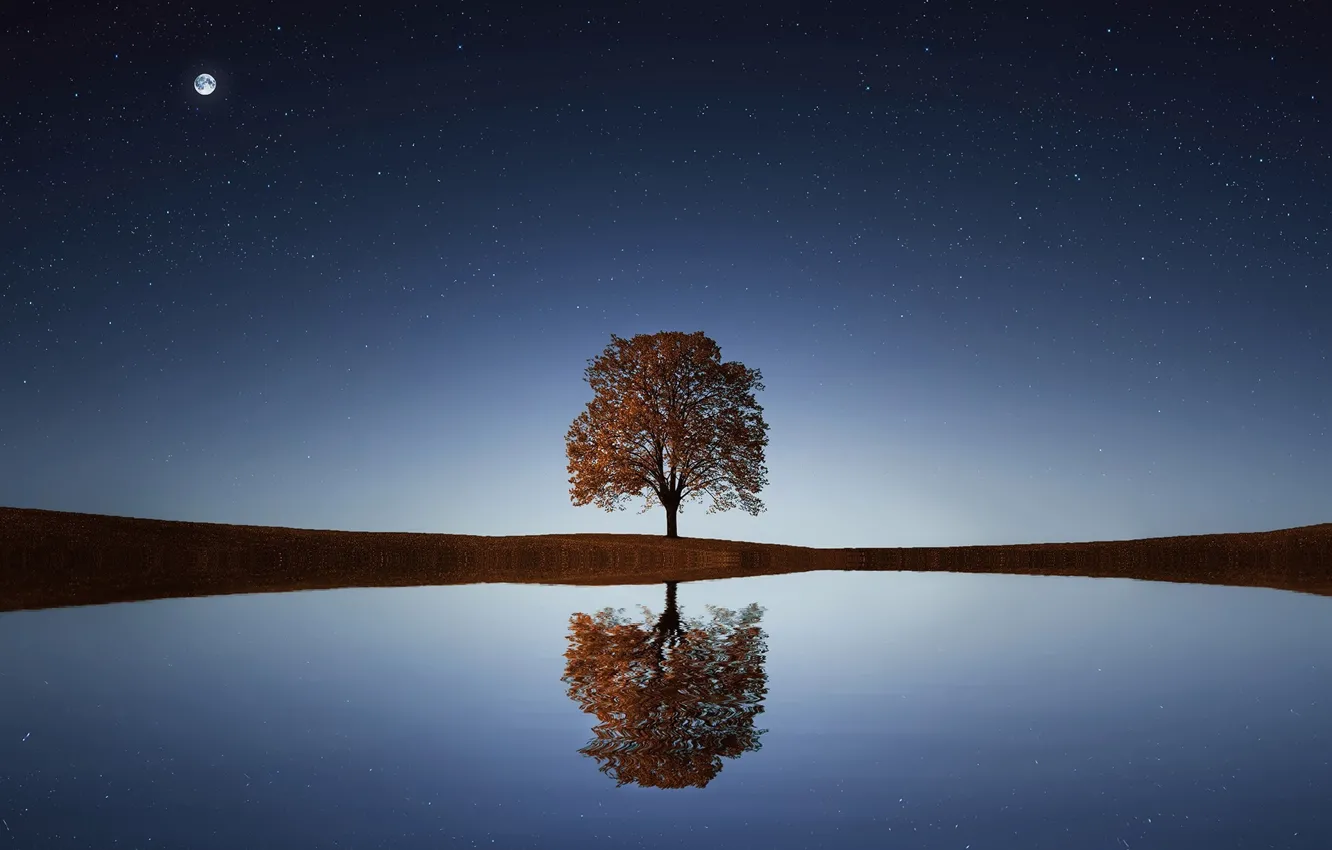 Фото обои звезды, ночь, безмятежность, красота, простор, space, одинокое дерево, night
