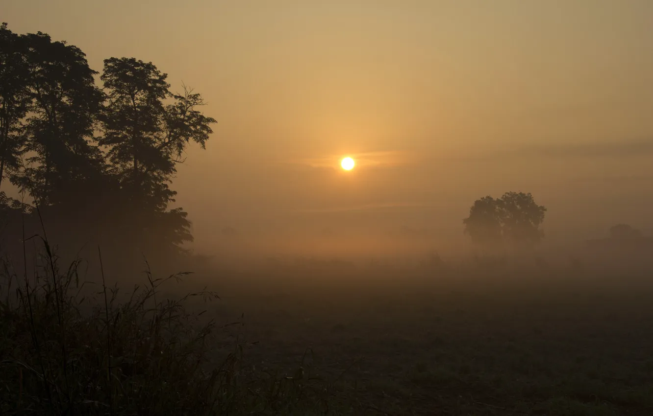 Фото обои поле, солнце, деревья, туман, рассвет