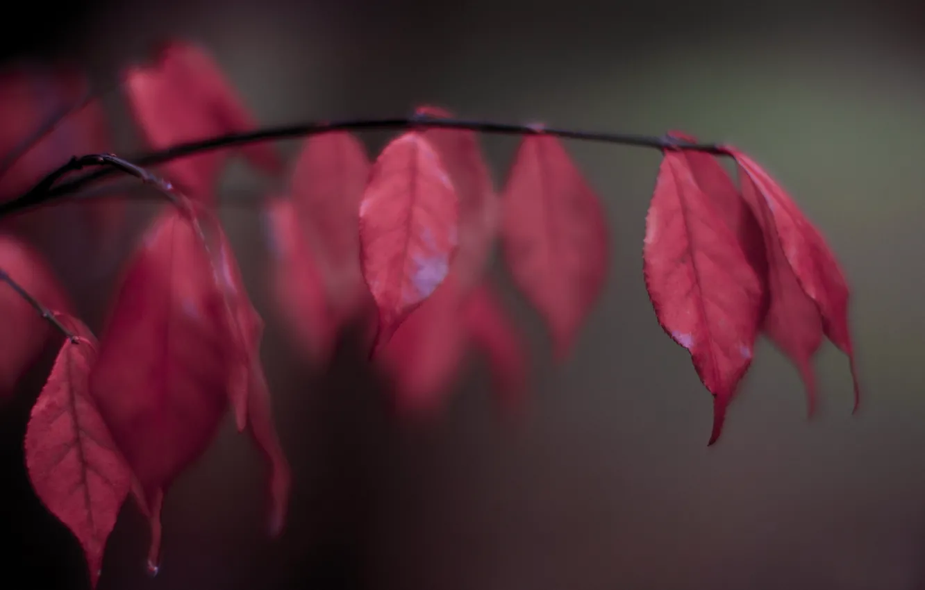 Фото обои листья, ветка, размытость, красные, осенние