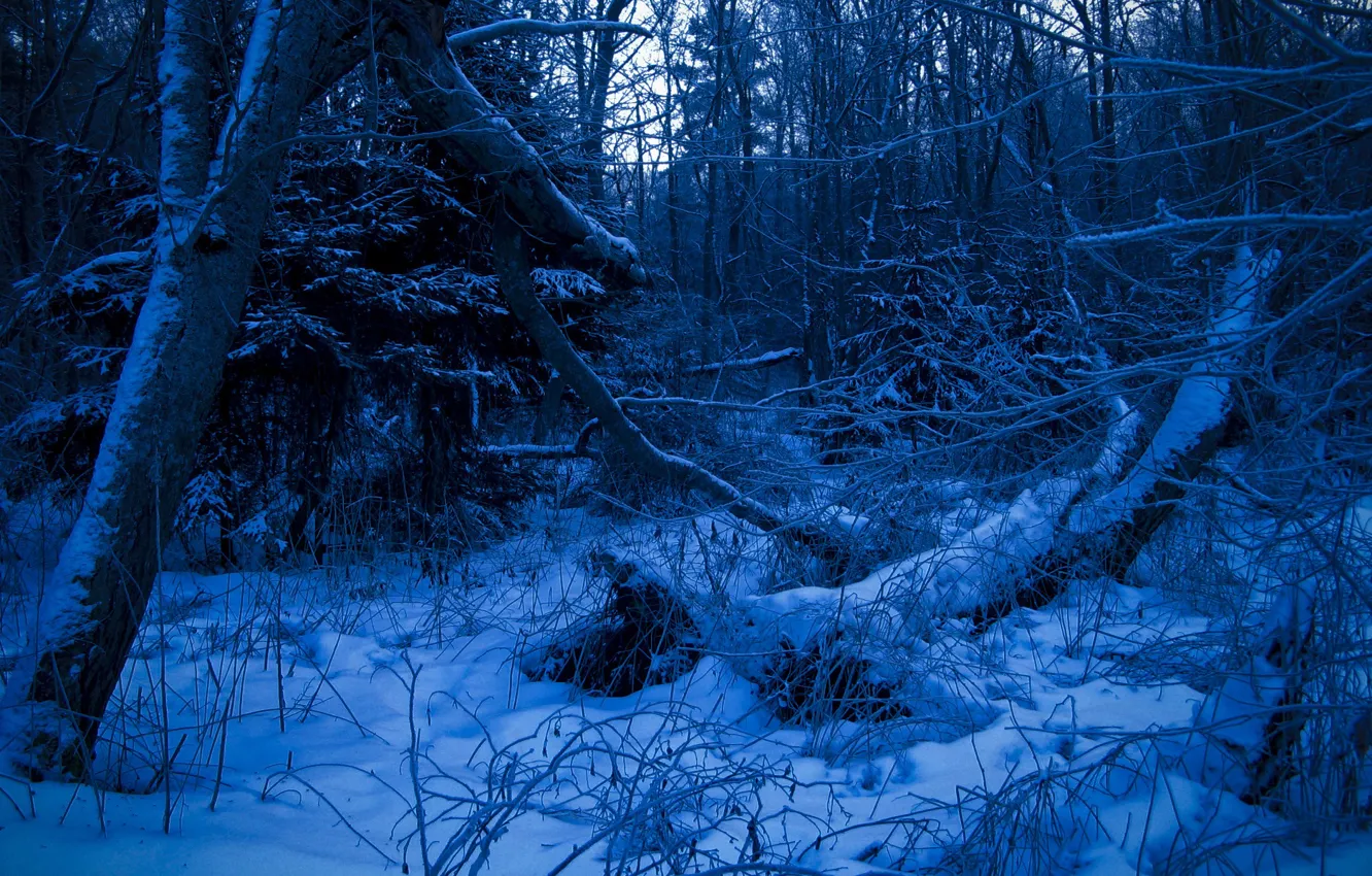 Фото обои зима, лес, синий