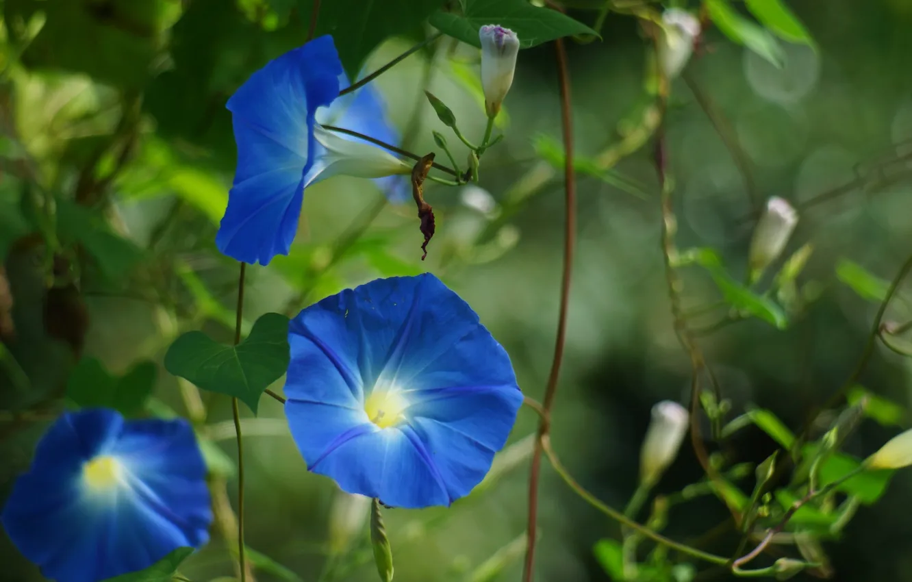 Фото обои цветы, природа, синие, лиана, вьюнок, ипомея