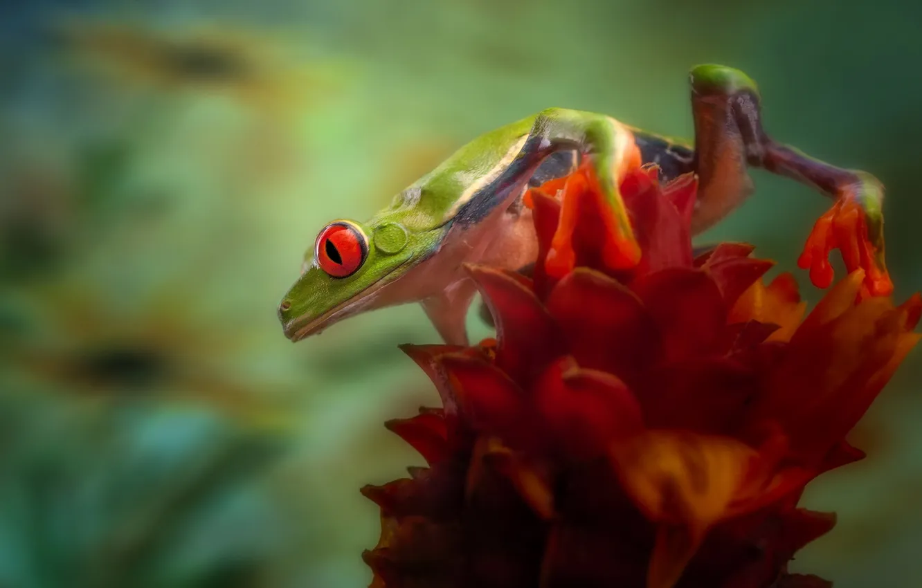 Фото обои Nature, Flower, Frog