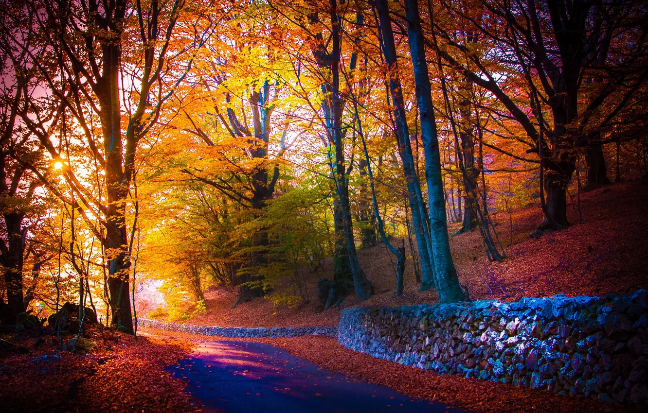 Фото обои дорога, осень, деревья, парк, листва