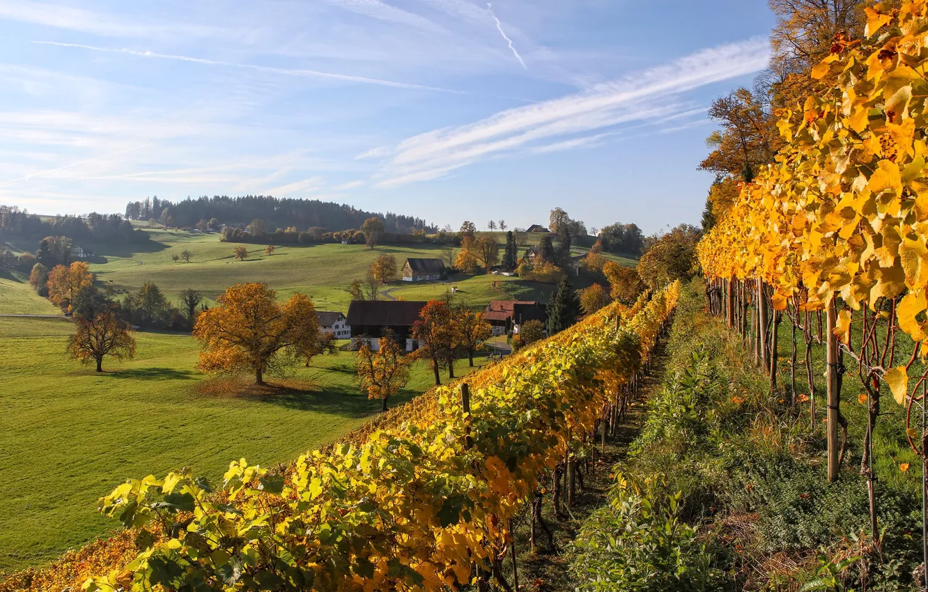 Фото обои деревья, дома, Швейцария, долина, склон, виноградник