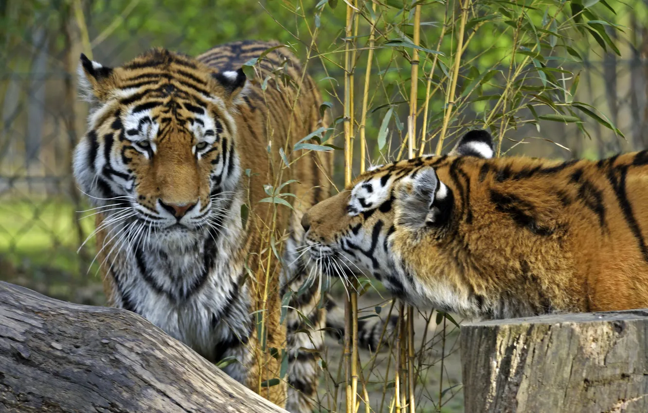 Фото обои кошки, тигр, бамбук, пара, профиль, амурский