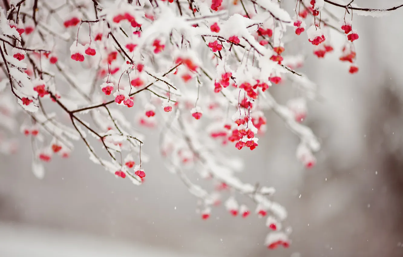 Фото обои снег, ветки, плоды, красные