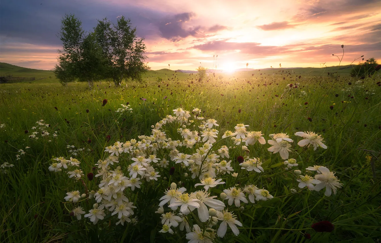 Фото обои поле, солнце, облака, деревья, цветы, природа, луг