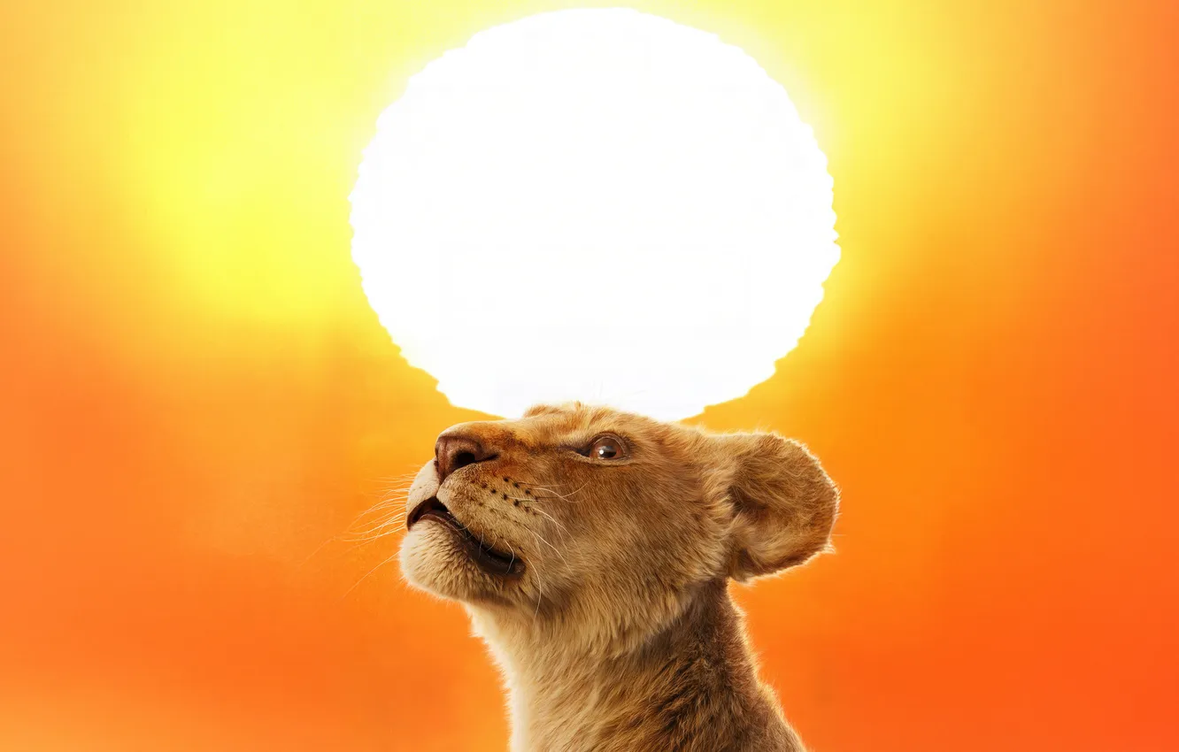 Фото обои солнце, Симба, львёнок, Mufasa: The Lion King