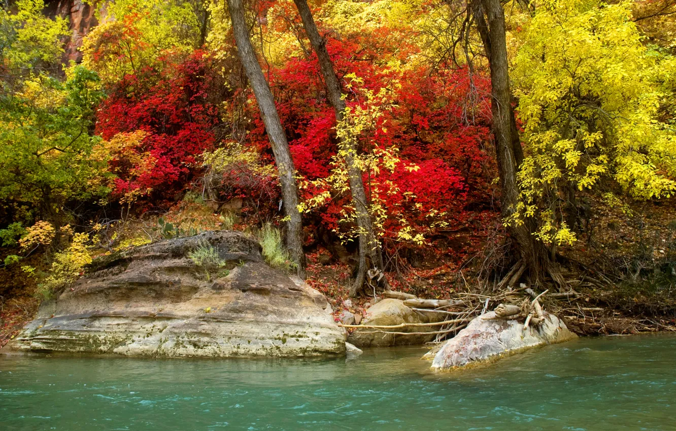 Фото обои осень, лес, деревья, река, камни, берег