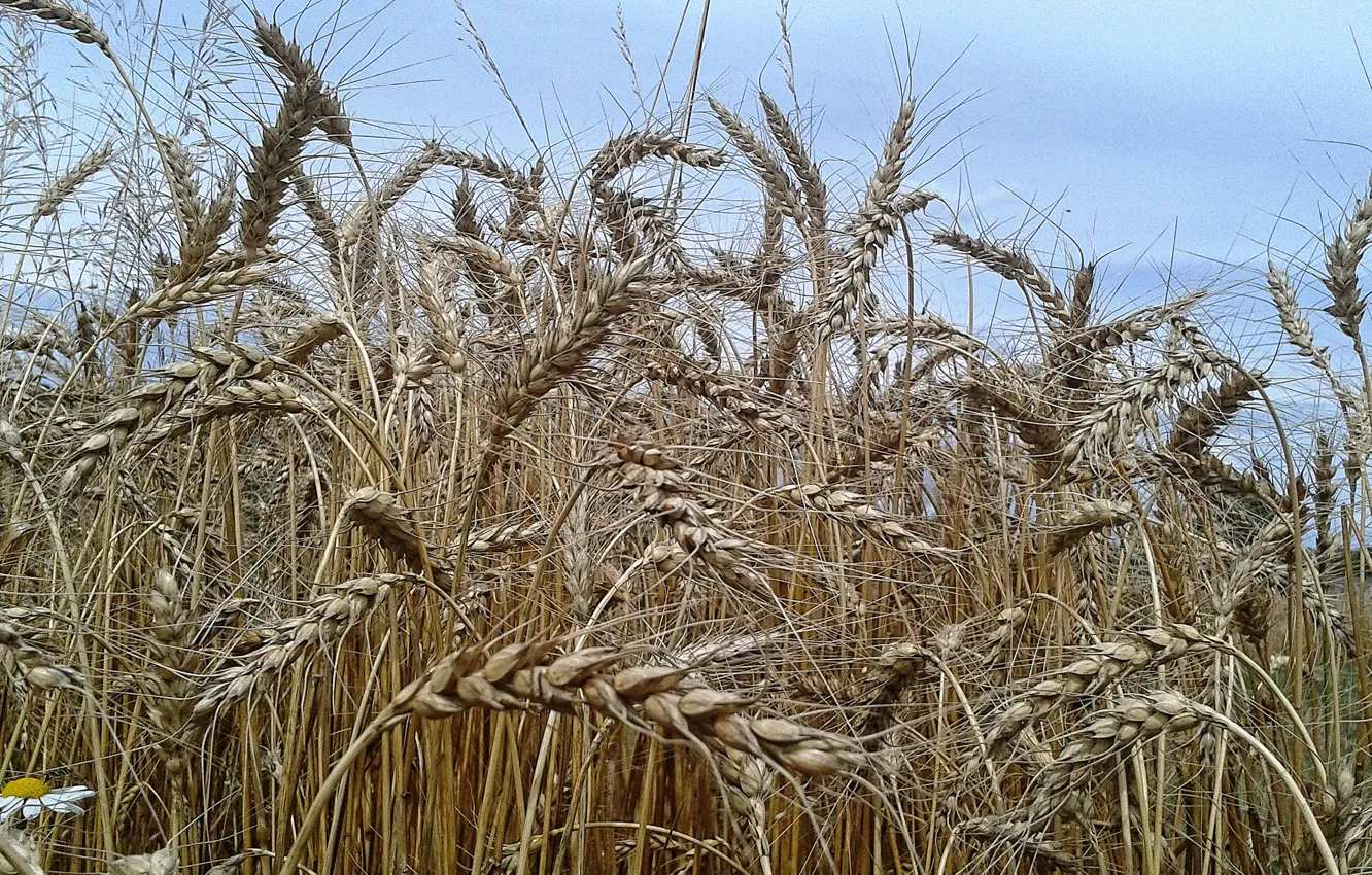 Фото обои пшеница, поле, колоски