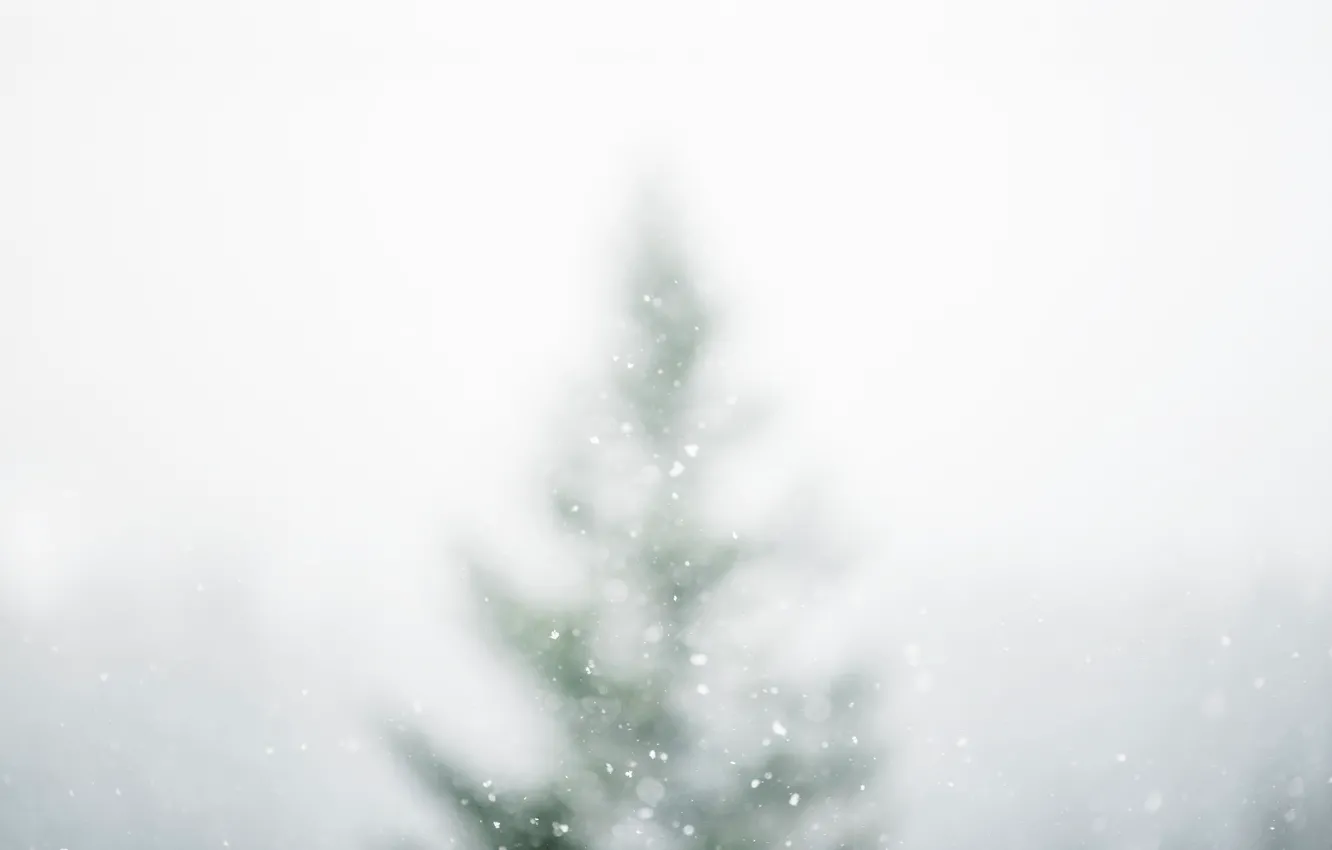 Фото обои зима, снег, природа, ель, боке, белым бело