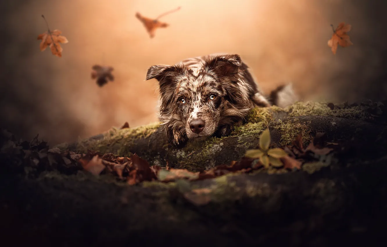 Фото обои осень, морда, листья, собака, бревно