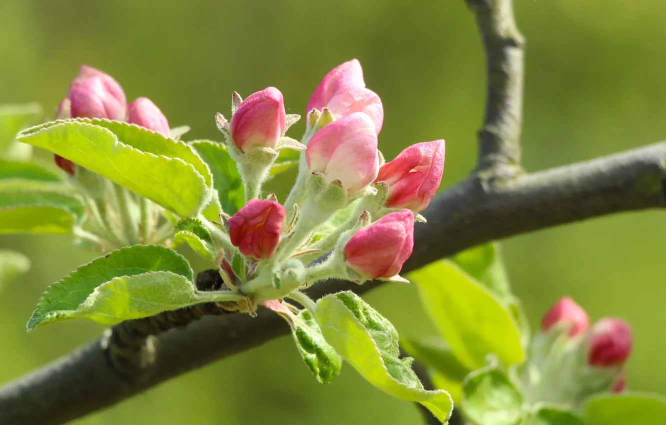 Фото обои flower, spring, twig