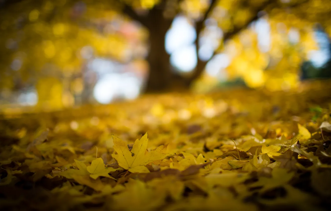 Фото обои Beautiful, Autumn, Yellow, Forest, Leaves