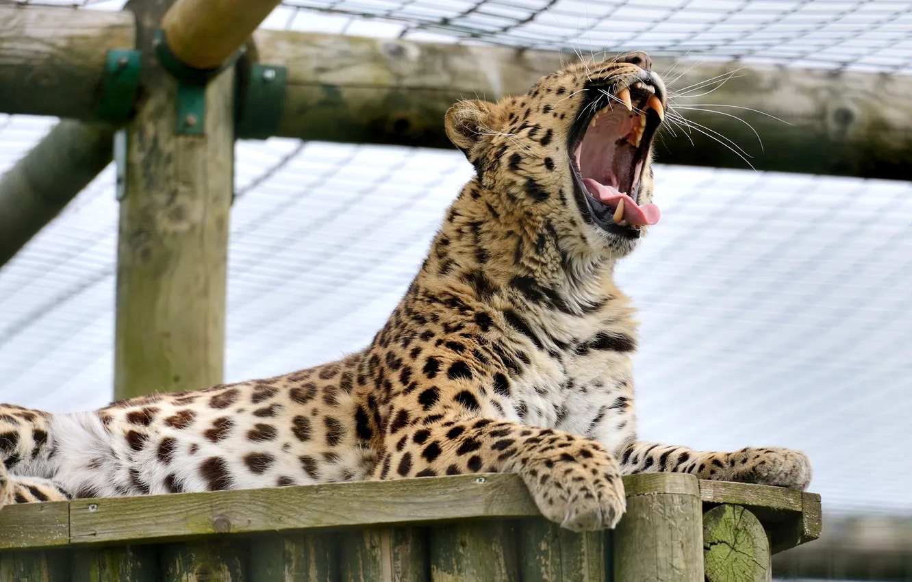 Фото обои хищник, пасть, клыки, дикая кошка, зевает, амурский леопард
