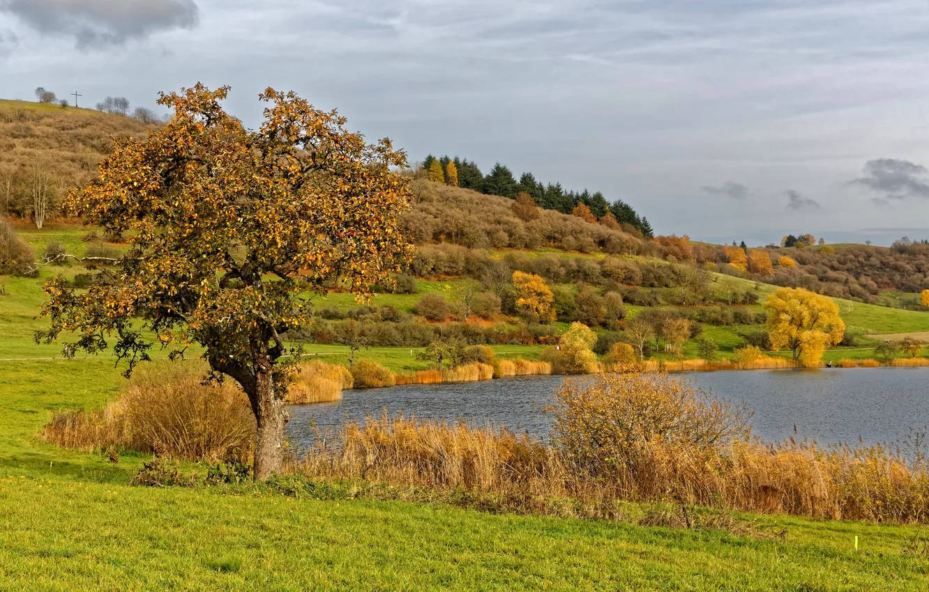 Фото обои осень, трава, деревья, река, берег, Германия, кусты, Schalkenmehren