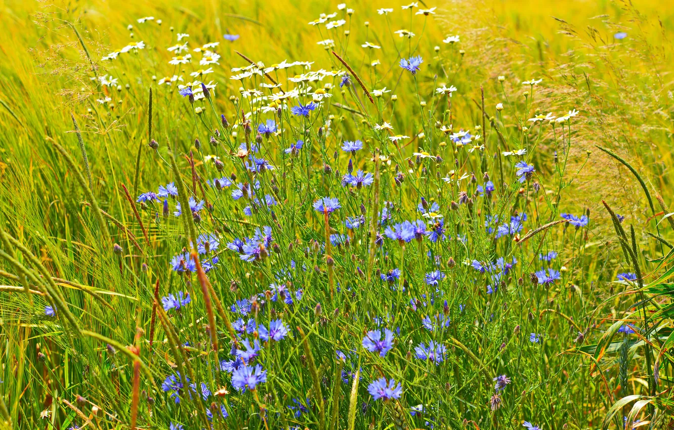 Фото обои поле, трава, цветы, луг