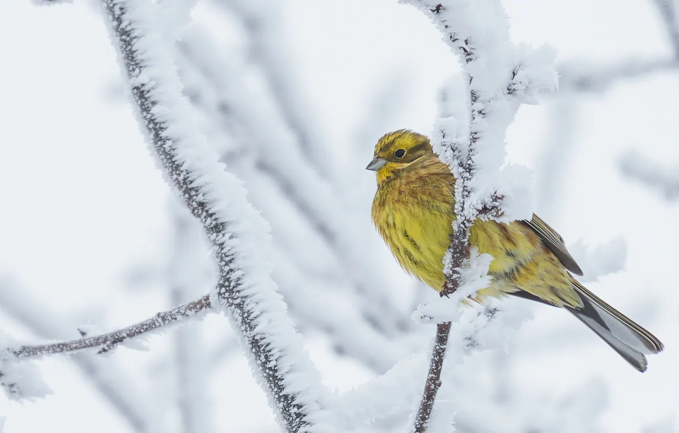 Фото обои зима, снег, птица, Обыкновенная овсянка