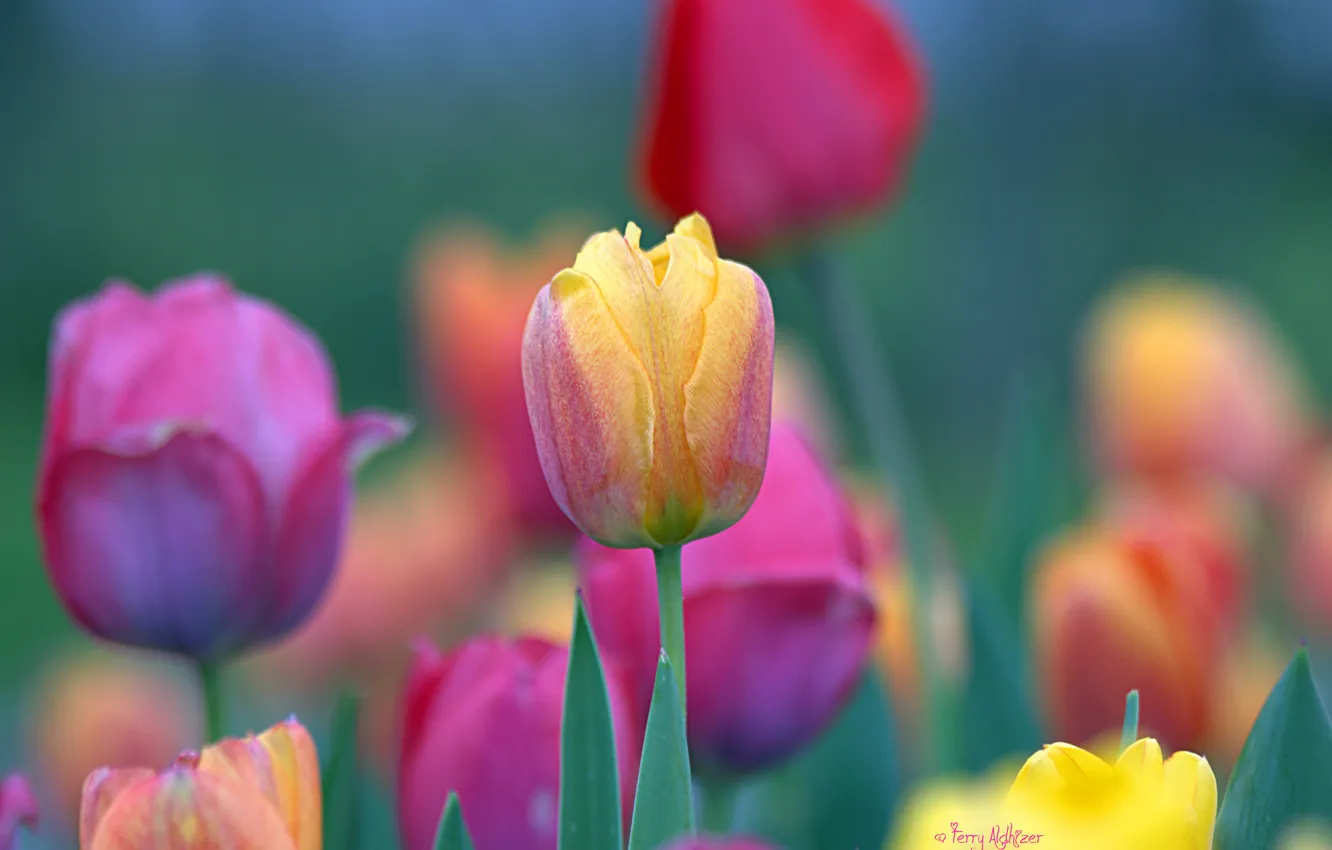 Фото обои цветные, весна, тюльпаны, много